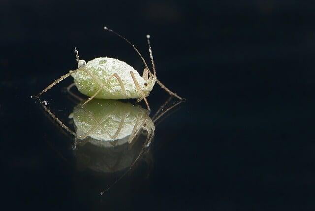 How to identify and protect your garden from an Aphid attack